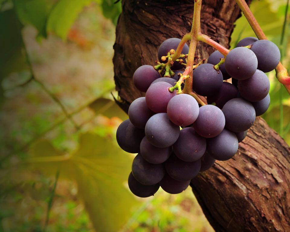 Fattoria Pianetti Vendégház Manciano Kültér fotó
